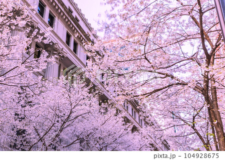 日本橋江戸桜通りの桜 東京春風景 日本橋江戸桜通りの桜 東京春風景 104928675