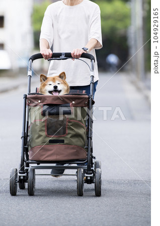 ペットカートに乗って散歩する犬 ペットカートに乗って散歩する犬 104929165