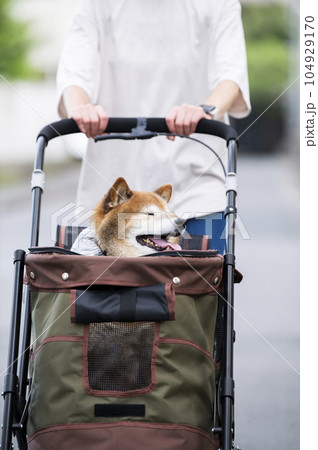 ペットカートに乗って散歩する犬 ペットカートに乗って散歩する犬 104929170