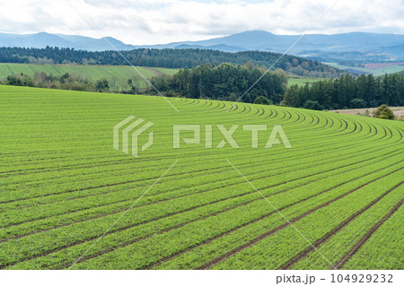 秋の美瑛の丘　新緑の畑の風景 104929232