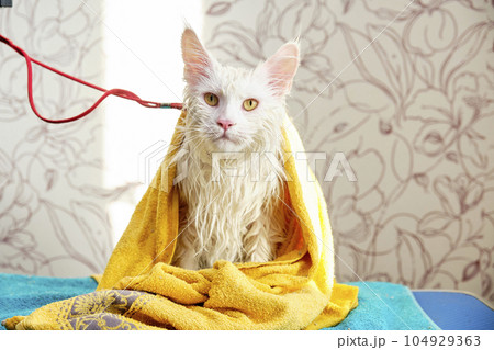 A Maine Coon cat sits on a grooming table with wet fur after bathing in a yellow towel A Maine Coon cat sits on a grooming table with wet fur after bathing in a yellow towel 104929363