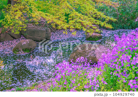桜の花びら流れる小川と春の花　国営昭和記念公園 104929740