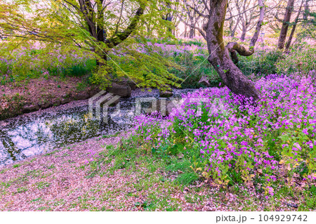 桜の花びら流れる小川と春の花　国営昭和記念公園 104929742