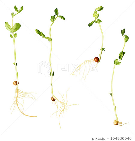 手描き水彩の豆苗イラストセット 104930046