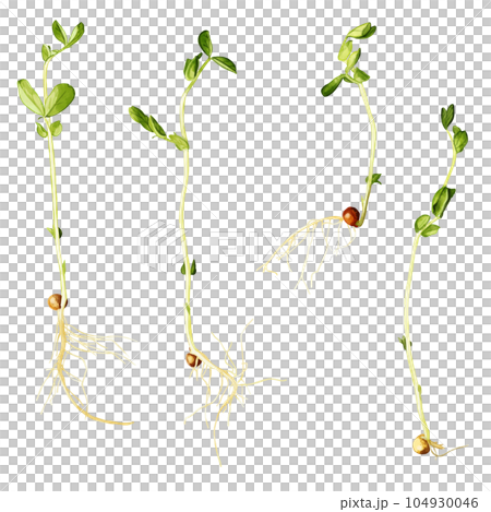 手描き水彩の豆苗イラストセット 104930046