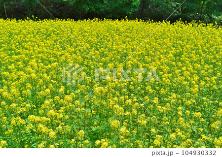 満開の菜の花 104930332
