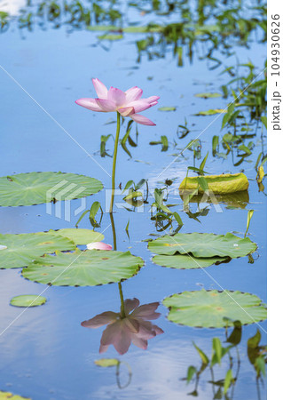 夏のあつかし千年公園 中尊寺蓮 福島県国見町 夏のあつかし千年公園 中尊寺蓮 福島県国見町 104930626