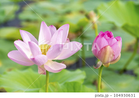 夏のあつかし千年公園 中尊寺蓮 福島県国見町 夏のあつかし千年公園 中尊寺蓮 福島県国見町 104930631