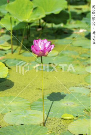 夏のあつかし千年公園 中尊寺蓮 福島県国見町 夏のあつかし千年公園 中尊寺蓮 福島県国見町 104930636