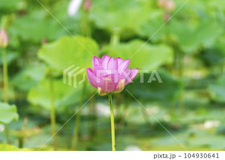 夏のあつかし千年公園　中尊寺蓮　福島県国見町 104930641