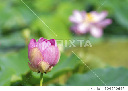 夏のあつかし千年公園 中尊寺蓮 福島県国見町 夏のあつかし千年公園 中尊寺蓮 福島県国見町 104930642