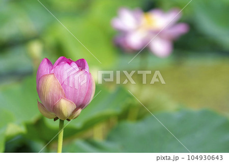 夏のあつかし千年公園 中尊寺蓮 福島県国見町 夏のあつかし千年公園 中尊寺蓮 福島県国見町 104930643