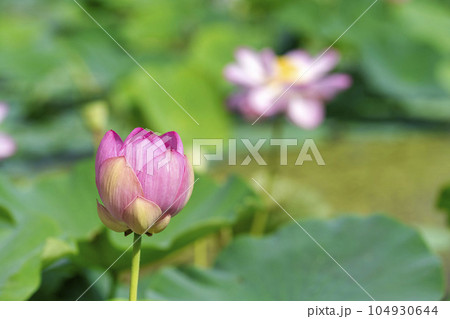 夏のあつかし千年公園　中尊寺蓮　福島県国見町 104930644