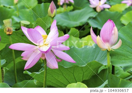 夏のあつかし千年公園　中尊寺蓮　福島県国見町 104930657
