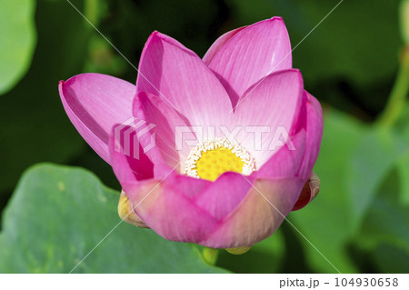 夏のあつかし千年公園　中尊寺蓮　福島県国見町 104930658