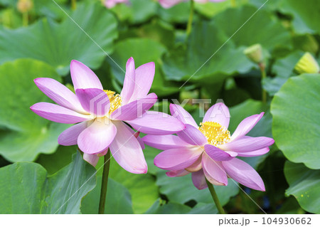 夏のあつかし千年公園 中尊寺蓮 福島県国見町 夏のあつかし千年公園 中尊寺蓮 福島県国見町 104930662