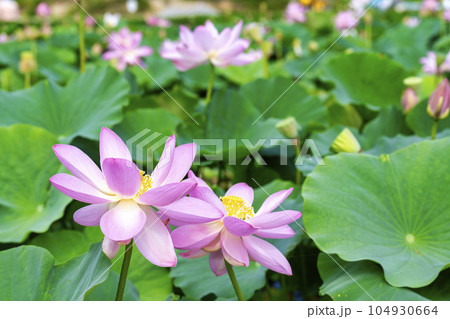 夏のあつかし千年公園 中尊寺蓮 福島県国見町 夏のあつかし千年公園 中尊寺蓮 福島県国見町 104930664