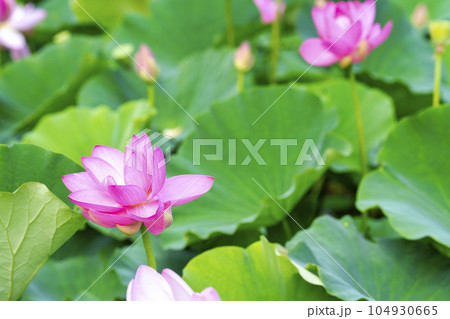 夏のあつかし千年公園　中尊寺蓮　福島県国見町 104930665