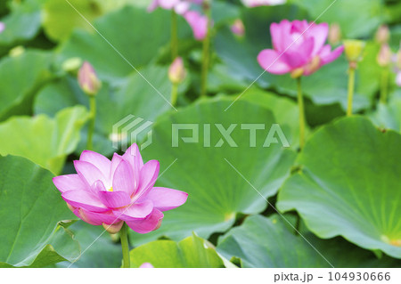 夏のあつかし千年公園 中尊寺蓮 福島県国見町 夏のあつかし千年公園 中尊寺蓮 福島県国見町 104930666