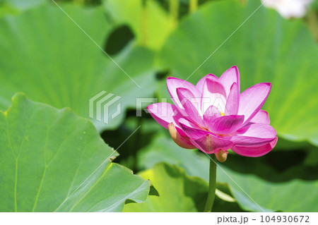 夏のあつかし千年公園　中尊寺蓮　福島県国見町 104930672