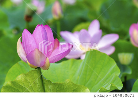 夏のあつかし千年公園　中尊寺蓮　福島県国見町 104930673