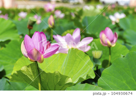 夏のあつかし千年公園 中尊寺蓮 福島県国見町 夏のあつかし千年公園 中尊寺蓮 福島県国見町 104930674