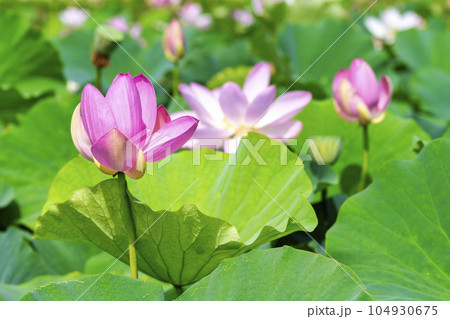 夏のあつかし千年公園　中尊寺蓮　福島県国見町 104930675