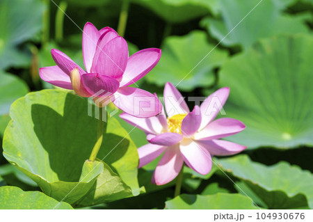 夏のあつかし千年公園　中尊寺蓮　福島県国見町 104930676