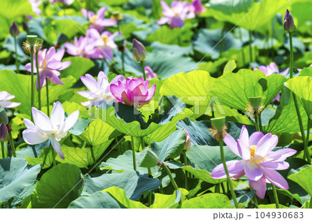 夏のあつかし千年公園 中尊寺蓮 福島県国見町 夏のあつかし千年公園 中尊寺蓮 福島県国見町 104930683
