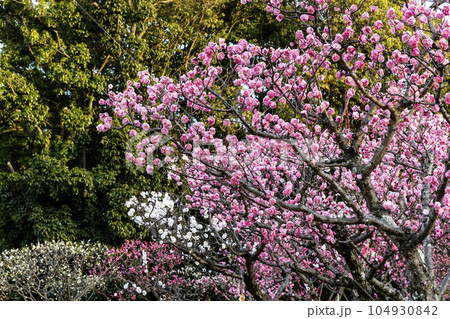 紅梅、白梅咲く梅林風景-2 104930842