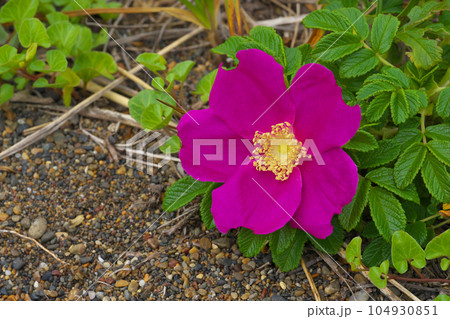 一輪のはまなすの花 一輪のはまなすの花 104930851