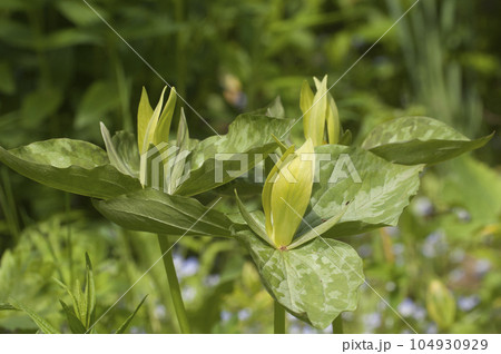 Trillium luteum flowering in a garden, close up shot Trillium luteum flowering in a garden, close up shot 104930929