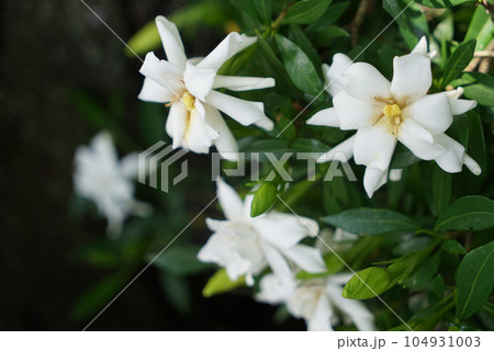 くちなしの花 104931003