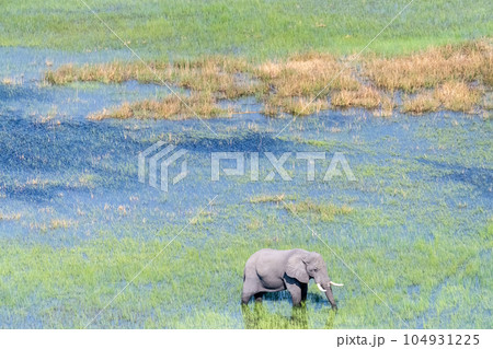 Aerial View of an African Elephant Aerial View of an African Elephant 104931225