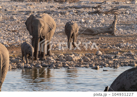 Bathing Elephants in Etosha 104931227
