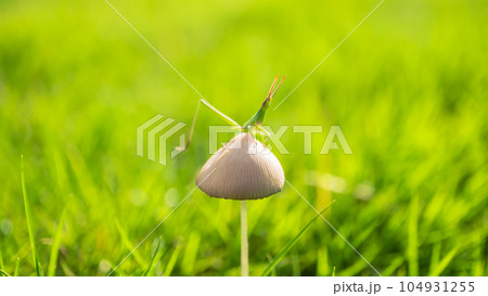 片足をあげるバッタ 104931255