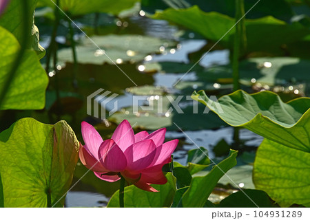 光と影が造る蓮の花の美しさ 光と影が造る蓮の花の美しさ 104931289