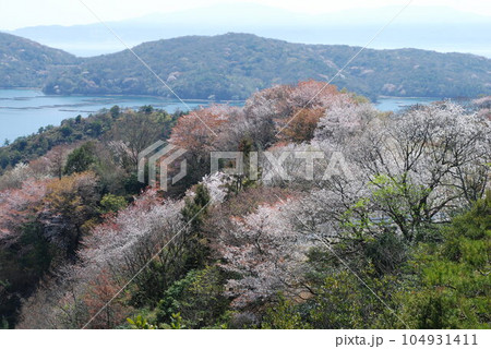 瀬戸内海沿岸の山の上から見た山桜の景色 104931411