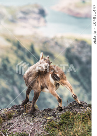 An ibex in the Italian Alps scratching its horns 104931447