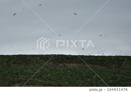 Colony of puffins on an uninhabited island in Iceland on a gloomy day Colony of puffins on an uninhabited island in Iceland on a gloomy day 104931476