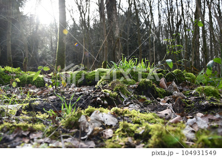 Grasses and moss in the morning sun on the forest Grasses and moss in the morning sun on the forest 104931549