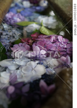 花手水 花手水 104931669