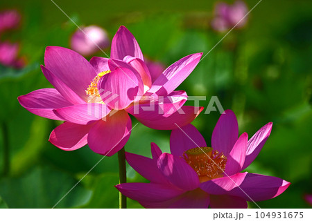 光と影が造る蓮の花の美しさ 光と影が造る蓮の花の美しさ 104931675