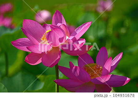 光と影が造る蓮の花の美しさ 光と影が造る蓮の花の美しさ 104931678