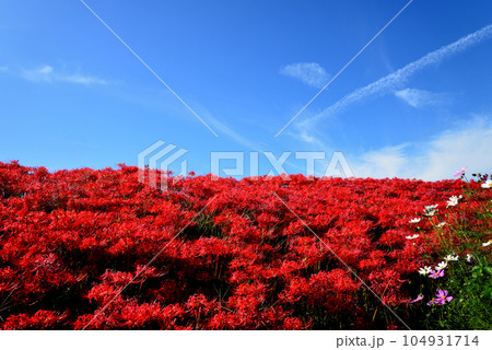 源氏川の彼岸花 2022-9-25　＃10 104931714
