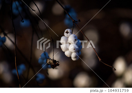 White berries of the Snowberry bush - Common snowberry, Symphoricarpos albus - in winter White berries of the Snowberry bush - Common snowberry, Symphoricarpos albus - in winter 104931759