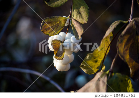 White berries of the Snowberry bush - Common snowberry, Symphoricarpos albus - in winter White berries of the Snowberry bush - Common snowberry, Symphoricarpos albus - in winter 104931763