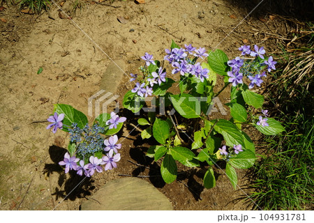 紫陽花の花 紫陽花の花 104931781