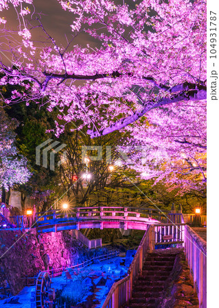 音無親水公園のライトアップの夜桜風景　東京 104931787