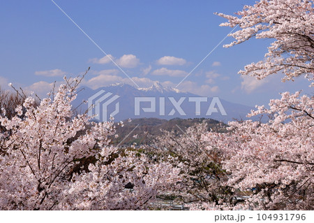山梨県韮崎市神山町鍋山 川沿いの桜並木の満開のソメイヨシノと冠雪した八ヶ岳の景色 山梨県韮崎市神山町鍋山 川沿いの桜並木の満開のソメイヨシノと冠雪した八ヶ岳の景色 104931796